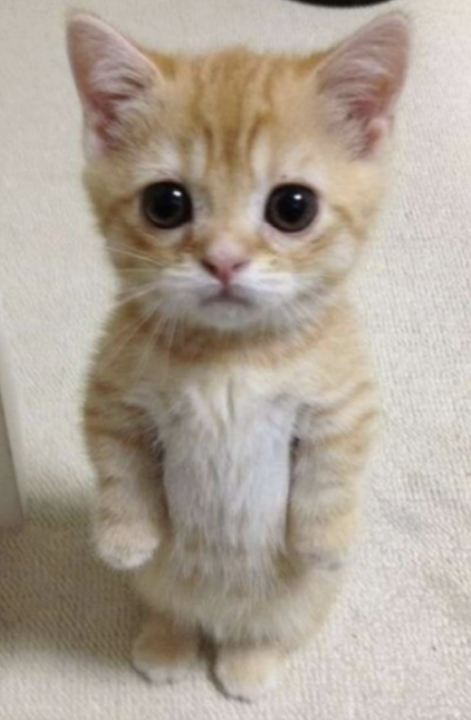 tiny mic